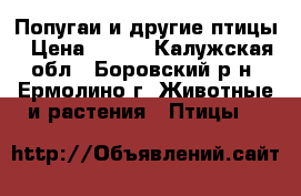 Попугаи и другие птицы › Цена ­ 500 - Калужская обл., Боровский р-н, Ермолино г. Животные и растения » Птицы   